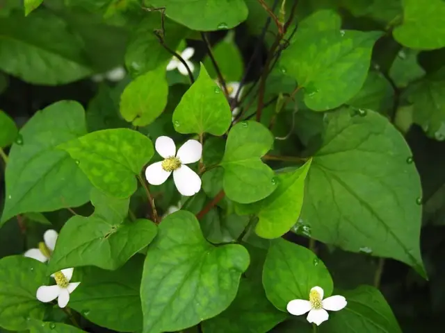 Cách Nấu Canh Rau Diếp Cá Thịt Bò Lạ Miệng