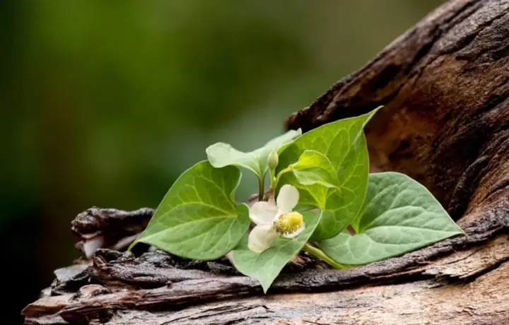 Tác Dụng Của Rau Diếp Cá Với Da Mặt Tác Dụng Của Rau Diếp Cá Với Da Mặt