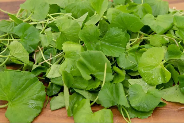 Nguyên liệu nấu canh rau má thịt bò Nguyên liệu nấu canh rau má thịt bò