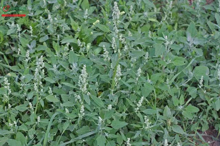 Rau Muối (chenopodium Ficifolium Sm.)