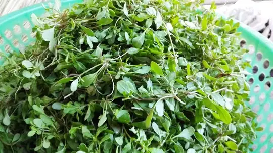 (nlđo) - Mùa Mưa Đi Qua, Những Cơn Gió Bấc Thổi Ào Ạt Báo Hiệu Một Năm Sắp Qua, Tết Lại Tới. Sài Gòn Lành Lạnh, Cứ Chiều Chiều Lại Thèm Món Gì Nóng Nóng. Gọi Điện Cho Má, Má Nói: Bữa Nào Rảnh Về Nhổ Rau Đắng Nghen Con! Chợt Nhận Ra Mình Không Chỉ Thèm Cái Gì Nóng Nóng Mà Thèm Một Bữa Cơm Nhà Trong Mùa Gió Bấc.