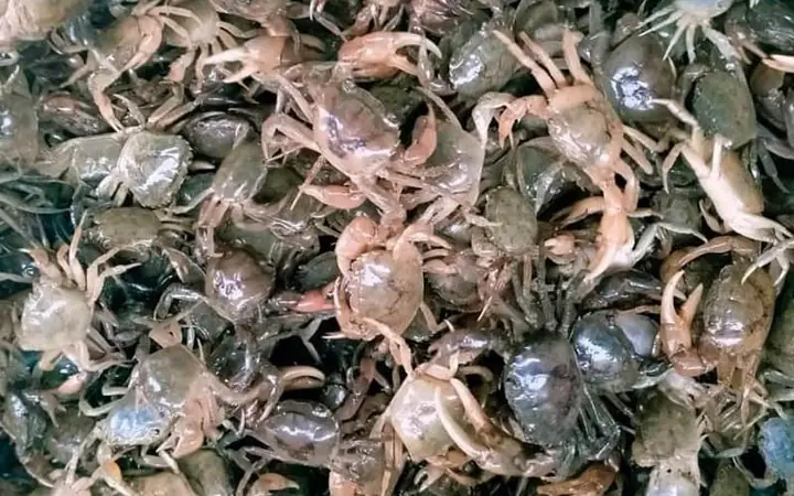 Mẹo Chọn Mua Cua Đồng Tươi Ngon Mẹo Chọn Mua Cua Đồng Tươi Ngon