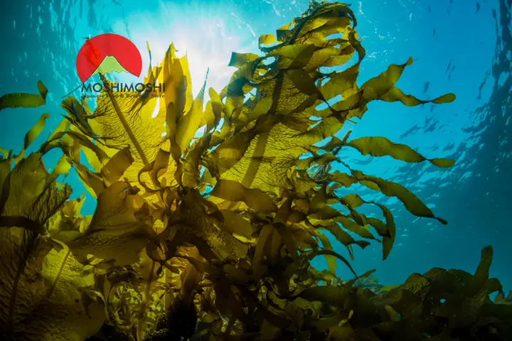 Công dụng của rong biển Nhật Bản Công dụng của rong biển Nhật Bản