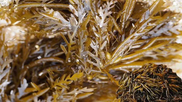 Rong mơ biển là gì? Rong mơ biển là gì?