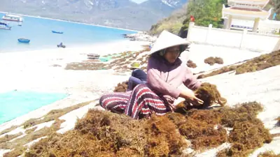 Bà Mau đang thu rong mơ về nấu nước uống. Bà Mau đang thu rong mơ về nấu nước uống.