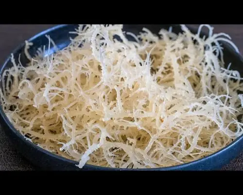 Rong sụn là gì?