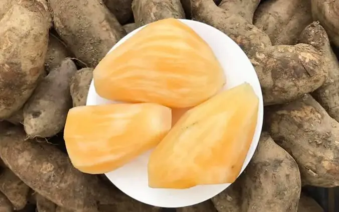 Giadinhnet - Củ Sâm Đất (khoai Sâm) Mới Được Bán Rộng Rãi Ở Các Địa Phương Khác Ngoài Lào Cai Gần Đây, Nhưng Đã Rất “hot” Với Các Bà, Các Ông Vì Lạ Miệng, Vì Thơm Ngon Bổ Dưỡng, Dễ Chế Biến Thành Nhiều Món Ngon Lành. Giadinhnet - Củ Sâm Đất (khoai Sâm) Mới Được Bán Rộng Rãi Ở Các Địa Phương Khác Ngoài Lào Cai Gần Đây, Nhưng Đã Rất “hot” Với Các Bà, Các Ông Vì Lạ Miệng, Vì Thơm Ngon Bổ Dưỡng, Dễ Chế Biến Thành Nhiều Món Ngon Lành.