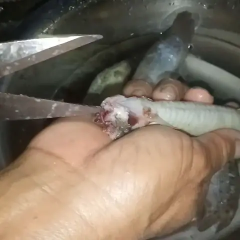 2 Cách Làm Cá Chạch Nấu Canh Chua Ngon Miệng Thanh Nhiệt Đơn Giản Tại Nhà