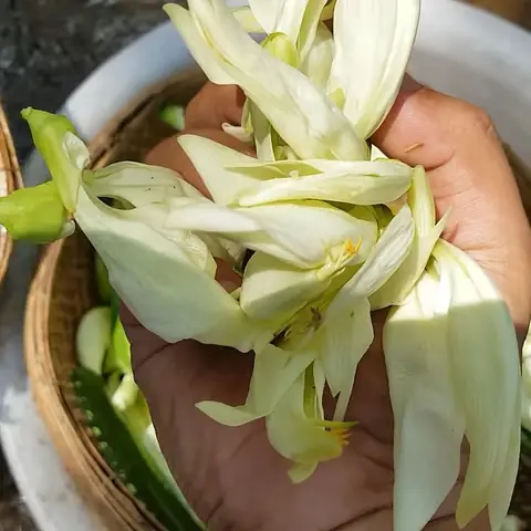 2 Cách Làm Cá Chạch Nấu Canh Chua Ngon Miệng Thanh Nhiệt Đơn Giản Tại Nhà