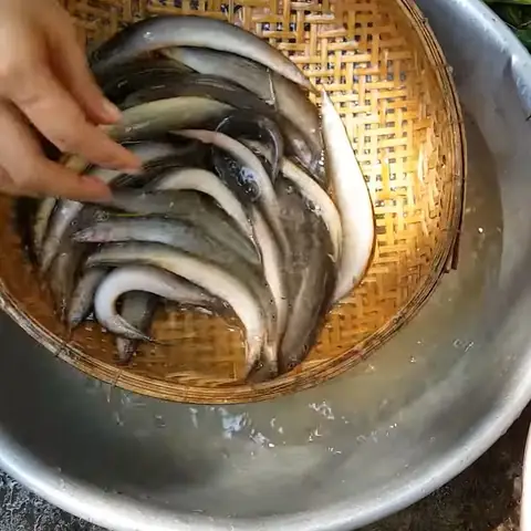2 Cách Làm Cá Chạch Nấu Canh Chua Ngon Miệng Thanh Nhiệt Đơn Giản Tại Nhà