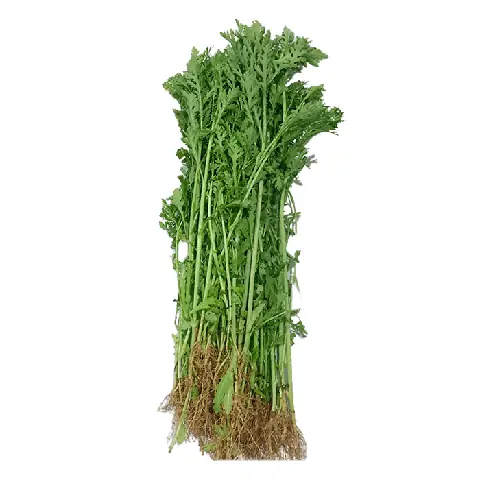 Tần Ô (Cải Cúc)