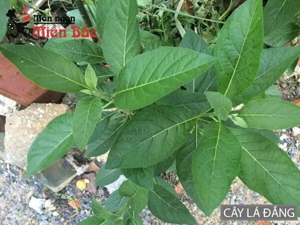 1. Canh Tiết Lá Đắng Lai Châu 1. Canh Tiết Lá Đắng Lai Châu