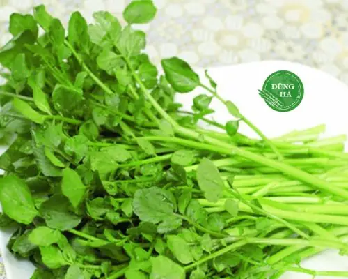 Cách Nhặt Rau Cải Xoong