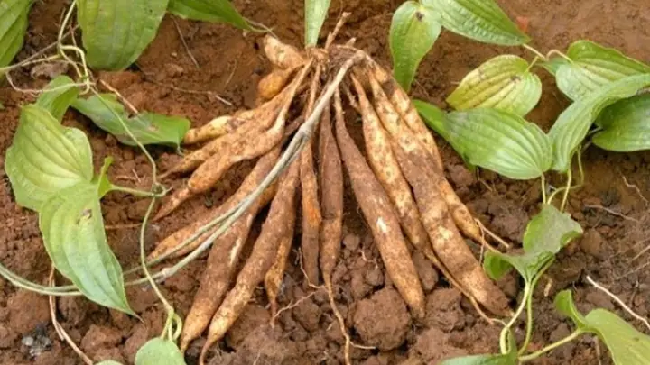 Theo y học cổ truyền