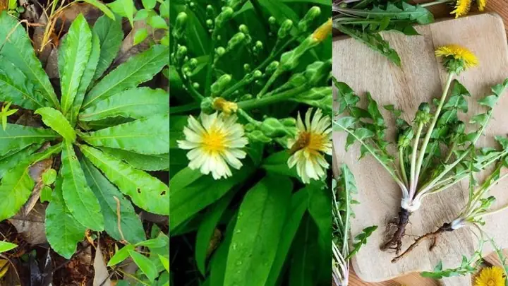 Cách nhận biết bồ công anh