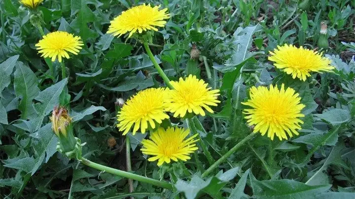 Thành phần có tác dụng trong cây bồ công anh