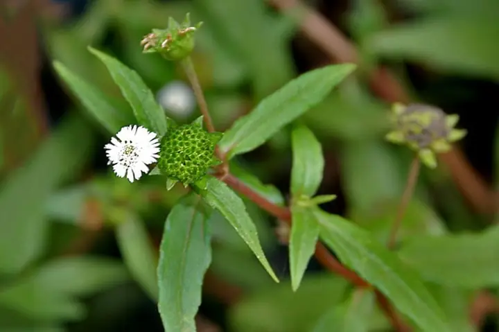 Có nên sử dụng cây cỏ mực để chữa bệnh suy thận hay không?