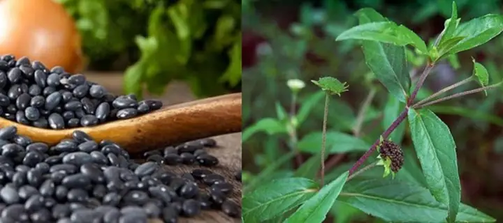 Bài thuốc cây mực chữa suy thận kết hợp với đỗ đen Bài thuốc cây mực chữa suy thận kết hợp với đỗ đen