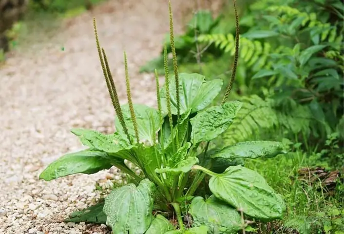 Chữa bệnh suy thận bằng cây cỏ mực với mã đề Chữa bệnh suy thận bằng cây cỏ mực với mã đề