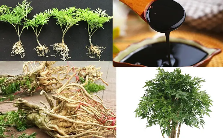 Cách Nấu Cao Đinh Lăng