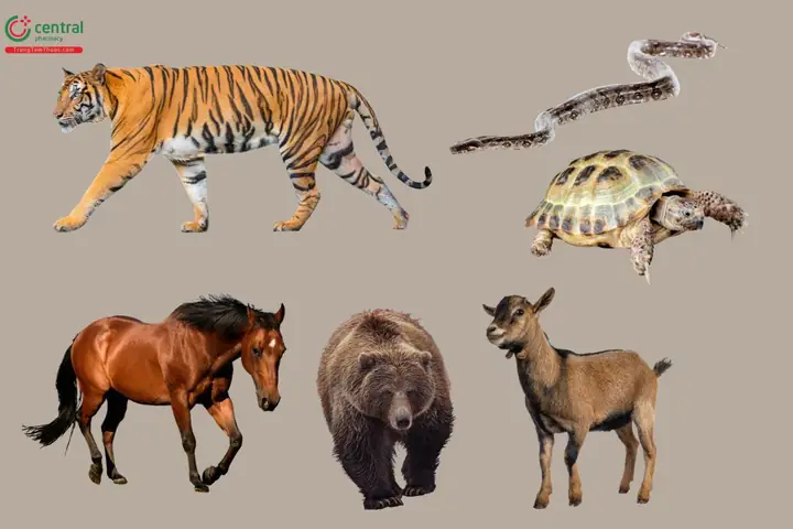 2Các loại cao động vật phổ biến và tác dụng