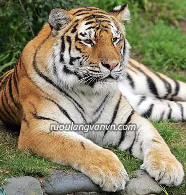 Cách Nấu Cao Hổ Cốt, Công Dụng, Cách Dùng Và Phân Biệt Thật Giả