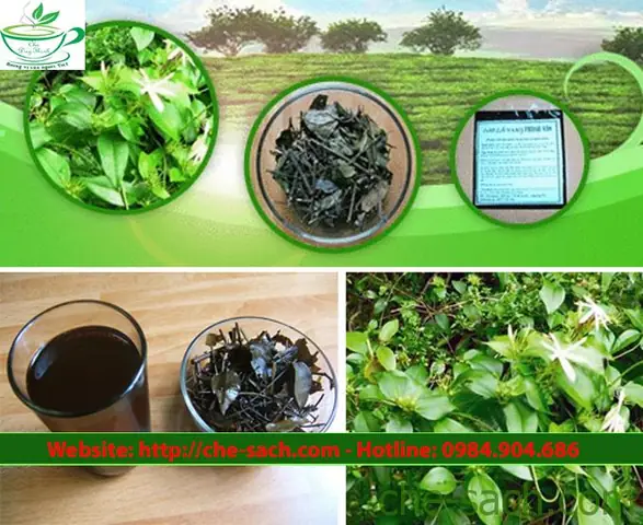 Quy Trình Nấu Cao Chè Vằng