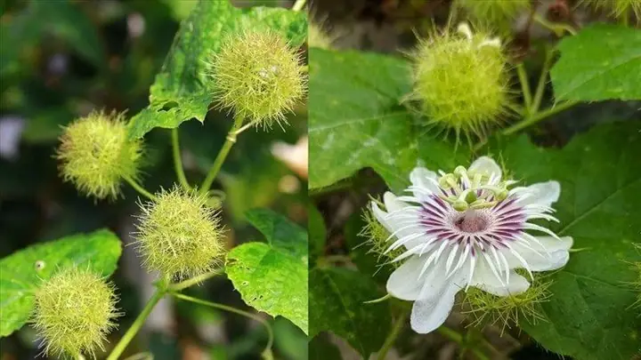 1Cây lạc tiên là gì?