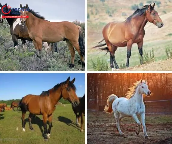 Hình ảnh con ngựa