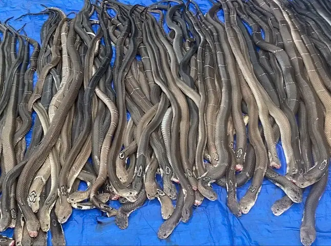 Không Chỉ Mang Lợi Nhuận Kinh Tế Cho Gia Đình, Việc Nấu Cao Rắn Hổ Mang Đã Phần Nào Hỗ Trợ Bà Con Nuôi Rắn Tại Làng Nghề Tiêu Thụ Sản Phẩm Trong Những Ngày Ế Ẩm Do Dịch Bệnh Covid-19 Hoành Hành. Không Chỉ Mang Lợi Nhuận Kinh Tế Cho Gia Đình, Việc Nấu Cao Rắn Hổ Mang Đã Phần Nào Hỗ Trợ Bà Con Nuôi Rắn Tại Làng Nghề Tiêu Thụ Sản Phẩm Trong Những Ngày Ế Ẩm Do Dịch Bệnh Covid-19 Hoành Hành.