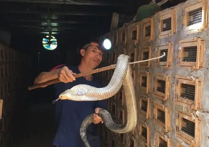 Không Chỉ Mang Lợi Nhuận Kinh Tế Cho Gia Đình, Việc Nấu Cao Rắn Hổ Mang Đã Phần Nào Hỗ Trợ Bà Con Nuôi Rắn Tại Làng Nghề Tiêu Thụ Sản Phẩm Trong Những Ngày Ế Ẩm Do Dịch Bệnh Covid-19 Hoành Hành. Không Chỉ Mang Lợi Nhuận Kinh Tế Cho Gia Đình, Việc Nấu Cao Rắn Hổ Mang Đã Phần Nào Hỗ Trợ Bà Con Nuôi Rắn Tại Làng Nghề Tiêu Thụ Sản Phẩm Trong Những Ngày Ế Ẩm Do Dịch Bệnh Covid-19 Hoành Hành.