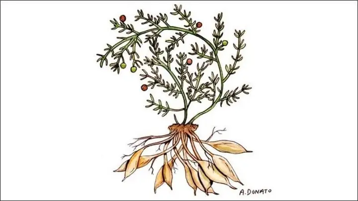 1Thiên môn đông có đặc điểm gì?