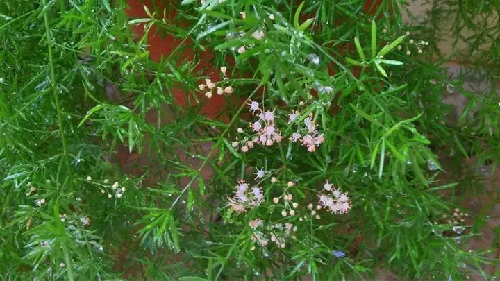 Trong y học hiện đại