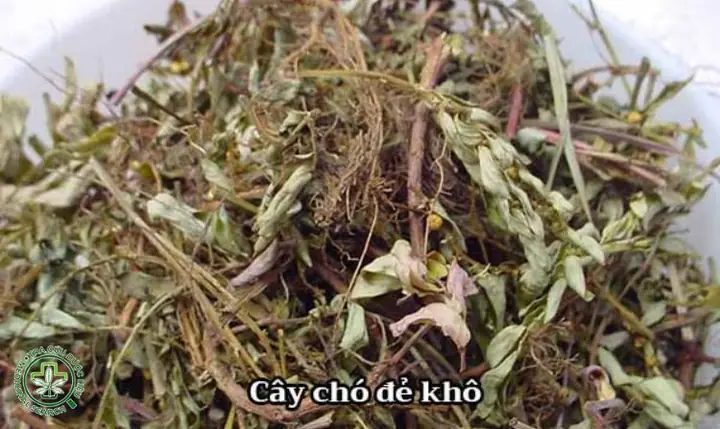 Cách Phơi Cây Chó Đẻ Tại Nhà