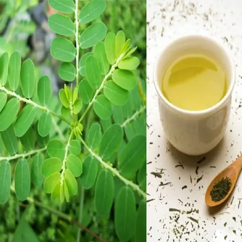 Cách Uống Cây Chó Đẻ An Toàn, Khỏi Bệnh 1