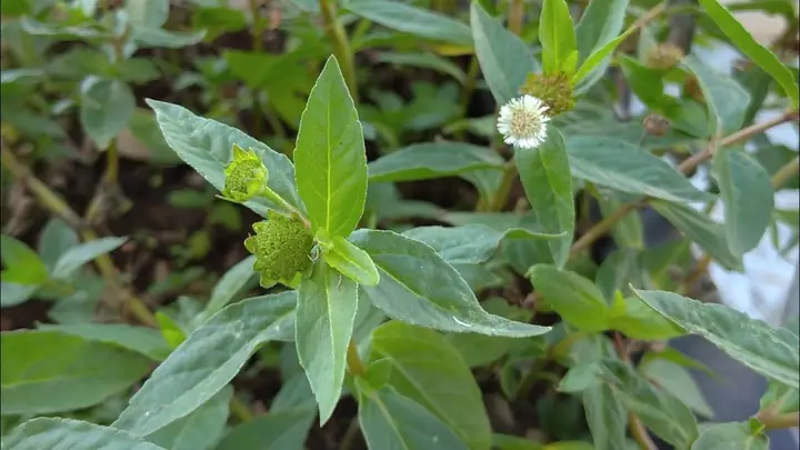 Giới thiệu đôi nét về cây cỏ mực