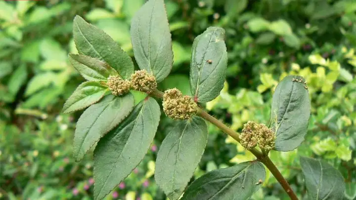 1đặc Điểm Của Cây Cỏ Sữa Lá Lớn