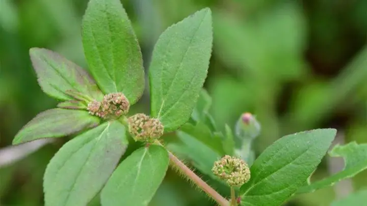 2cây Cỏ Sữa Lá Lớn Có Tác Dụng Theo Y Học Cổ Truyền