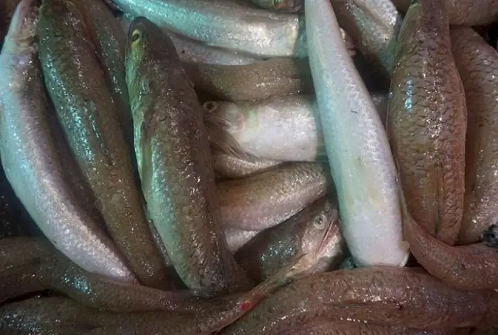 Cách Nấu Chả Cá Mòi Thơm Ngon Đậm Đà Chuẩn Vị Gia Đình