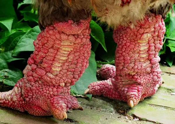 Bí Quyết Làm Món Chân Gà Đông Tảo Hầm Thuốc Bắc Thơm Ngon, Bổ Dưỡng Bí Quyết Làm Món Chân Gà Đông Tảo Hầm Thuốc Bắc Thơm Ngon, Bổ Dưỡng