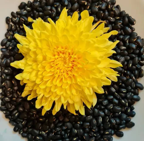 Cách nấu ba món cháo hạ sốt, giảm ho rẻ tiền giúp bạn an toàn hơn trong đại dịch