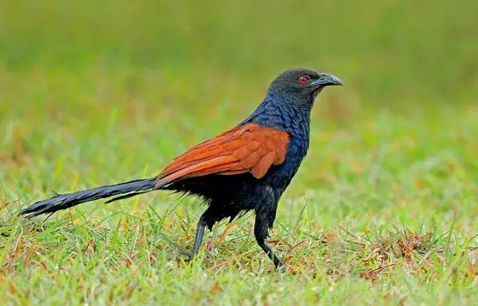 1. Lợi ích của thịt chim bìm bịp đối với sức khỏe của mẹ bầu