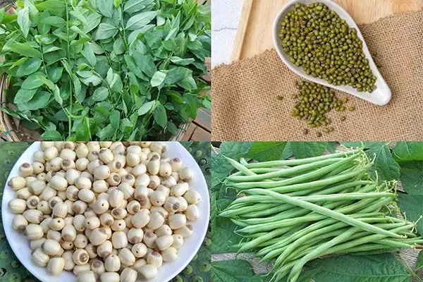 Bồ Câu Nấu Cháo Với Rau Củ Gì Bồ Câu Nấu Cháo Với Rau Củ Gì