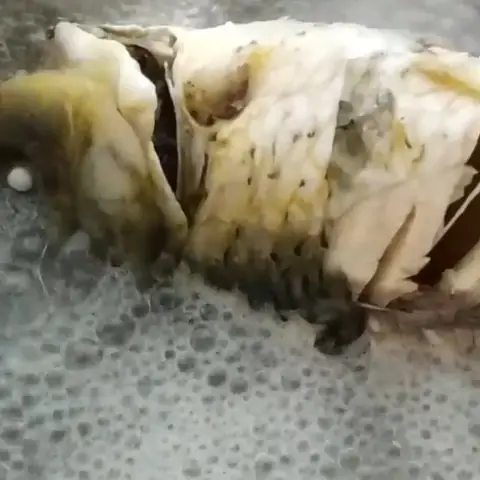 Luộc và tách thịt cá chép