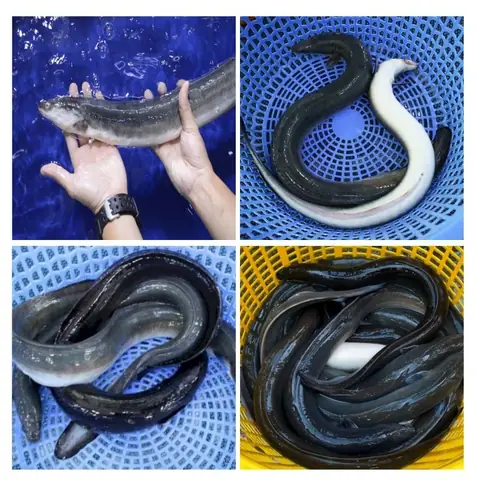 Cá Chình Suối: “Vàng Ròng” Của Núi Rừng & 7 Món Ngon Khó Cưỡng Cá Chình Suối: “Vàng Ròng” Của Núi Rừng & 7 Món Ngon Khó Cưỡng