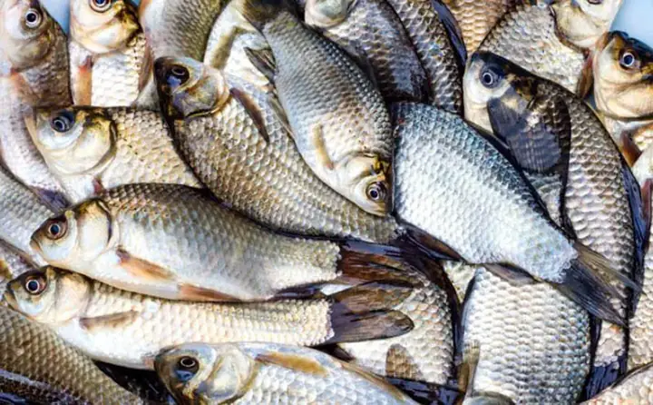 2. Cách Chọn Mua Cá Diếc Tươi Ngon