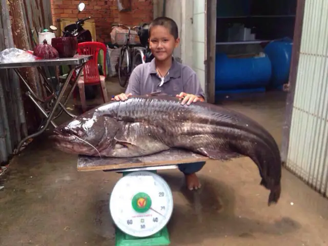 Cách Nấu Cháo Cá Leo