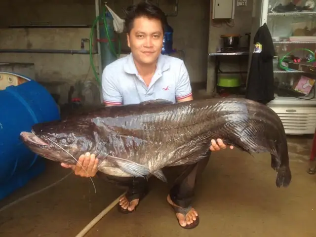 Cách Nấu Cháo Cá Leo