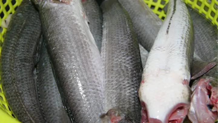4mẹo Làm Sạch Cá Lóc