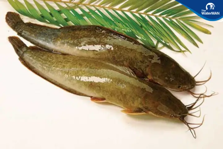 Cách Chọn Cá Trê Ngon Nhất